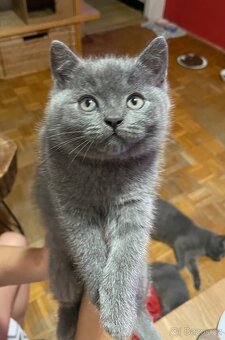 Britská koťátka - holčička - 6