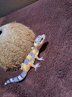 Gekončík noční - 6