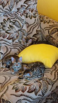 Bengalská kočka-koťátka s PP - 6