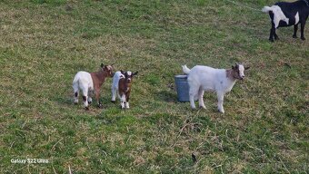 Prodám kůzlata - 6