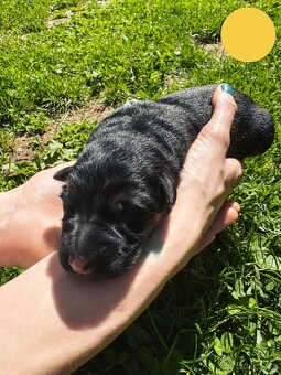 Německý ovčák s PP - černý se znaky (REX), krátkosrstý - 6