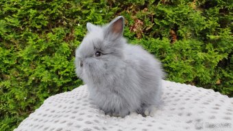 Zakrslý králík, králíček -(TEDDY)-FLORIAN - 6