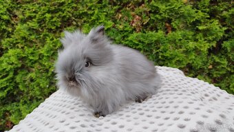 Zakrslý králík, králíček -(TEDDY)-OLIVIE - 6