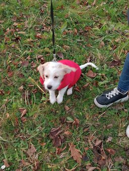 Jezevčík dlouhosrstý štěně - 6