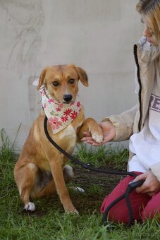 nežná Salwa hledá domov - 6