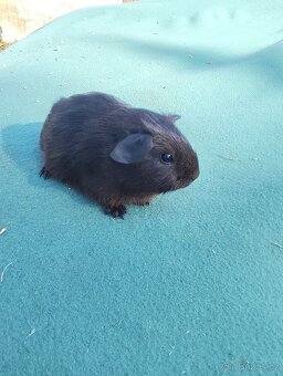 Morče s PP. Anglický crested, Hladké aguti - 6