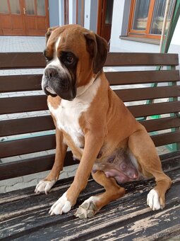 Německý boxer, štěňátka bez PP - 6