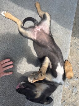 Křížená štěňátka Labrador x Husky - 6