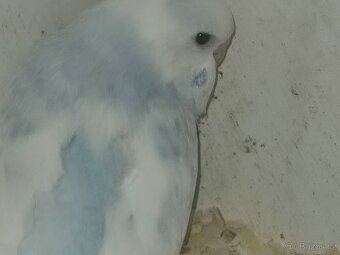 Andulky modré, modrobílé, bílé a perlové - 6