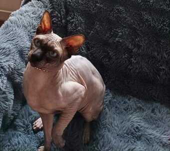 Kanadský sphynx - 6