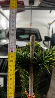 Araucaria araucana - Blahočet čilský - 6