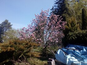 Chata 34m² se zahradou 5030m², Česká Třebová - 6