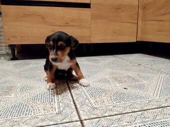 Jack Russell teriér - 6