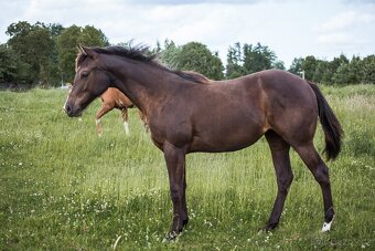 AQH smoky black klisna - 6