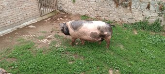 Prodám selata přeštického prasete. - 6