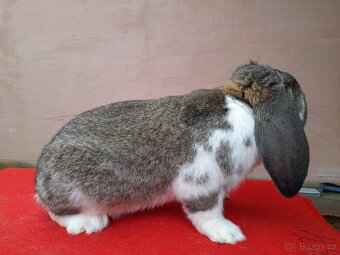 Francouzsky beran. Fb strakaty - 6