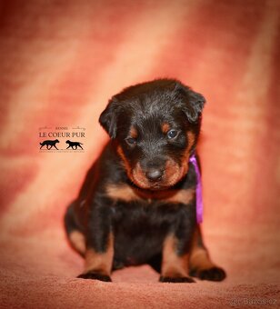 Beauceron - štěňátka k rezervaci - 6