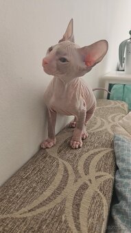 Rezervace koťata Don sphynx bez PP - 6
