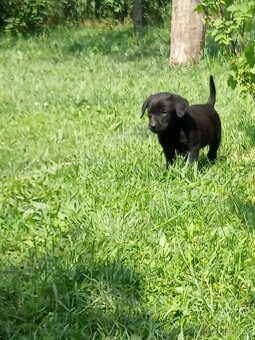 Labrador - 6