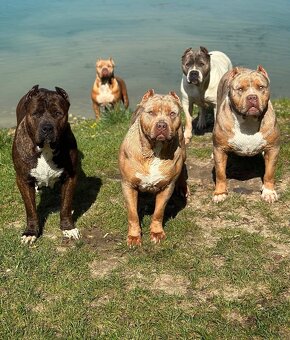 American bully xl, pitbull xxl merle tricolor k odberu - 6