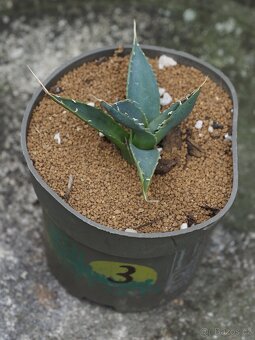 Agave - 6