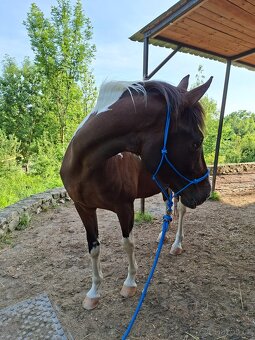 Výcviková sada na Horsemanship - 6