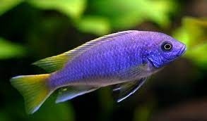 Tlamovci Malawi 19 - 6