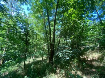 Lesní pozemek Kožichovice - 6