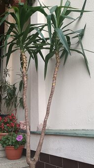 Juka, šeflera, zelenec - 6