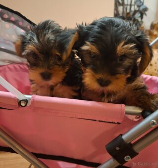 Jorkšírský teriér bez pp - 6