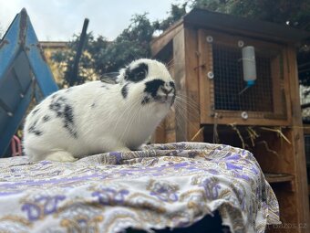 Zakrslý králík - 6