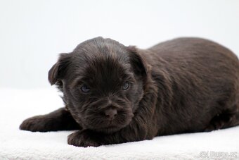 jorkšírský terrier s PP - 6