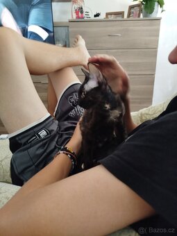 Cornish rex bez pp - 6