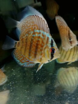 Discus,Diskus,Terčovec - 6