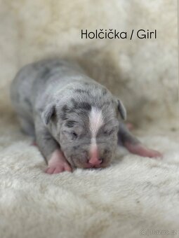 Americký stafordšírský teriér - 6