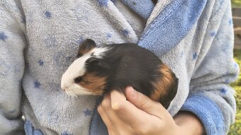 Morče, morčata, morčátka - 6