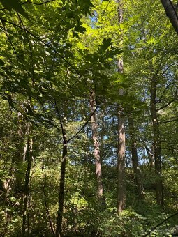 Prodej lesního pozemku v k.ú. Bartovice - 6