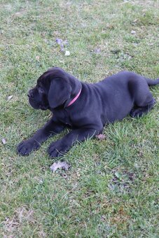 Prodám štěňátka Cane Corso s PP - 6