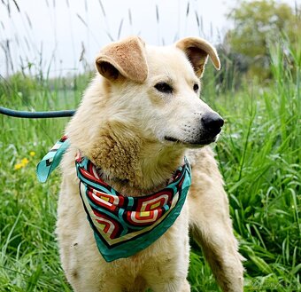 ŽIŽI K ADOPCI - 2 ROKY, ODDANÝ, BYSTRÝ, UČENLIVÝ - 6