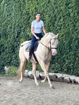 Hřebec American Quarter Horse - 6