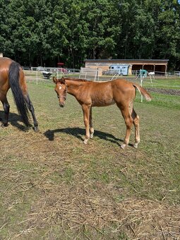 Hřebeček na prodej - 6