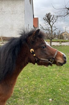 Chovná minihorse klisna - 6