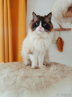 Koťátka Ragdoll bez PP - 6