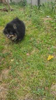 Pomeranian - 6