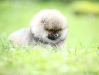 🐶 Nádherná fenečka pomeraniana – Orange sobolí barva 💛 - 6
