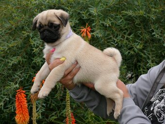 Mops - Štěňátka - 6