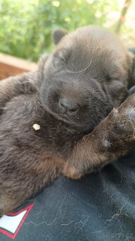 Leonberger X NO - 6