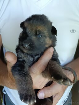 Německý ovčák s PP stěně - 6