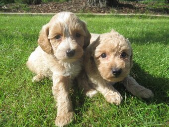 Maltipoo štěňátka - 6