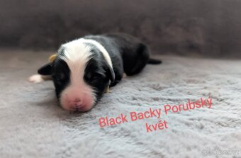 Miniaturní americký ovčák - 6
